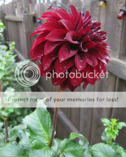 Dahlia - Snoho Monika